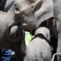 Elephants in training at Bandipura Forest Sanctuary, Karnataka.